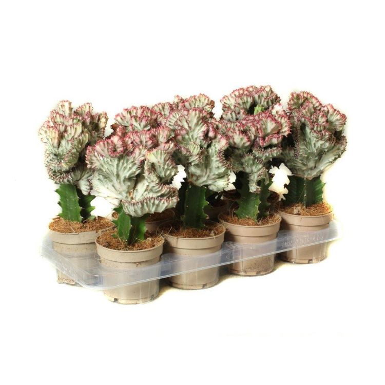 Euphorbia lactea cristata 12