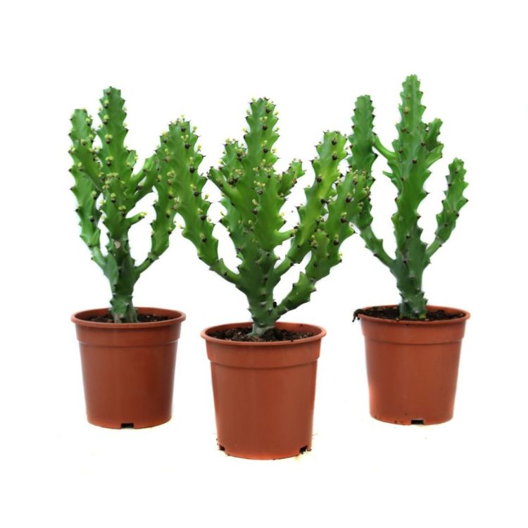 Euphorbia mayuranthanii 21