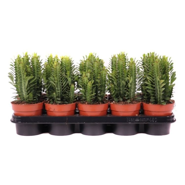 Euphorbia trigona 12