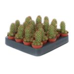 Mammillaria elongata rubra 5.5 Mammillaria elongata rubra 5.5