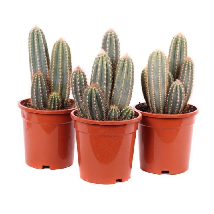 Pilosocereus odilensis 17