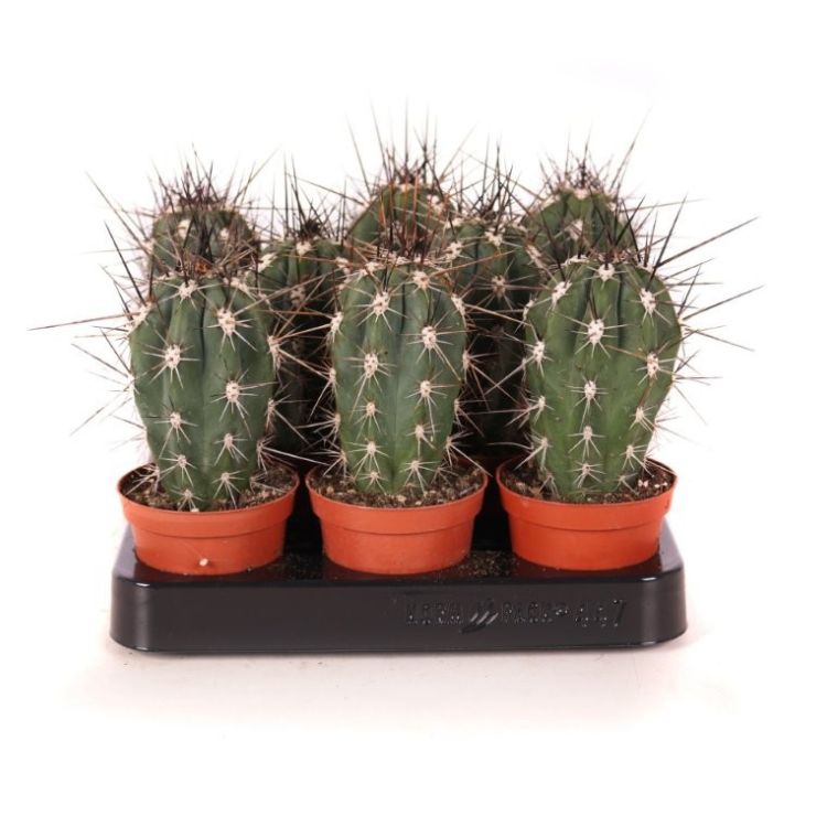 Stetsonia coryne 8.5