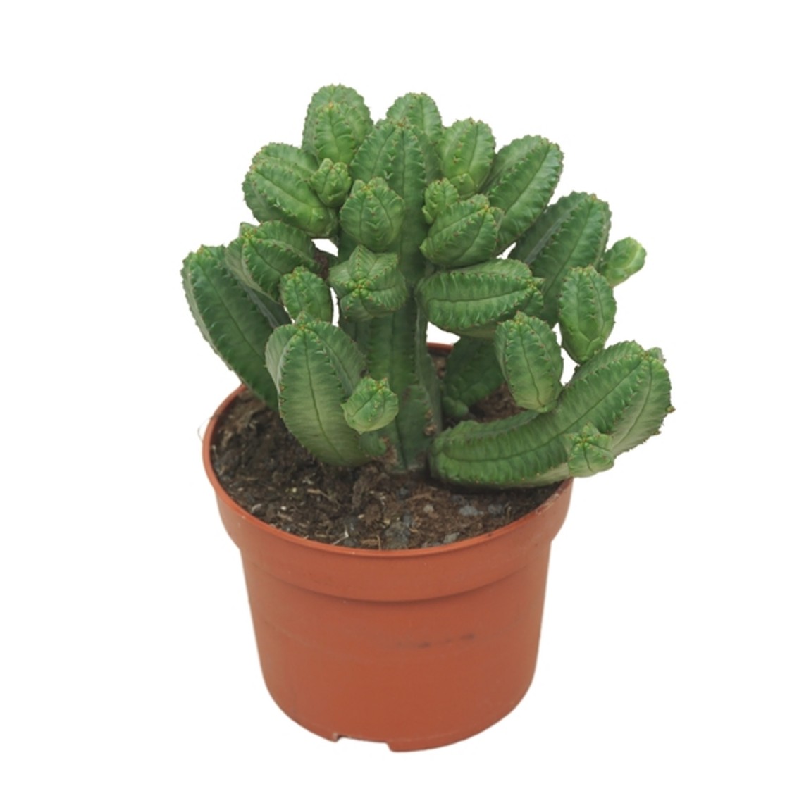 Euphorbia tubiglans 10.5