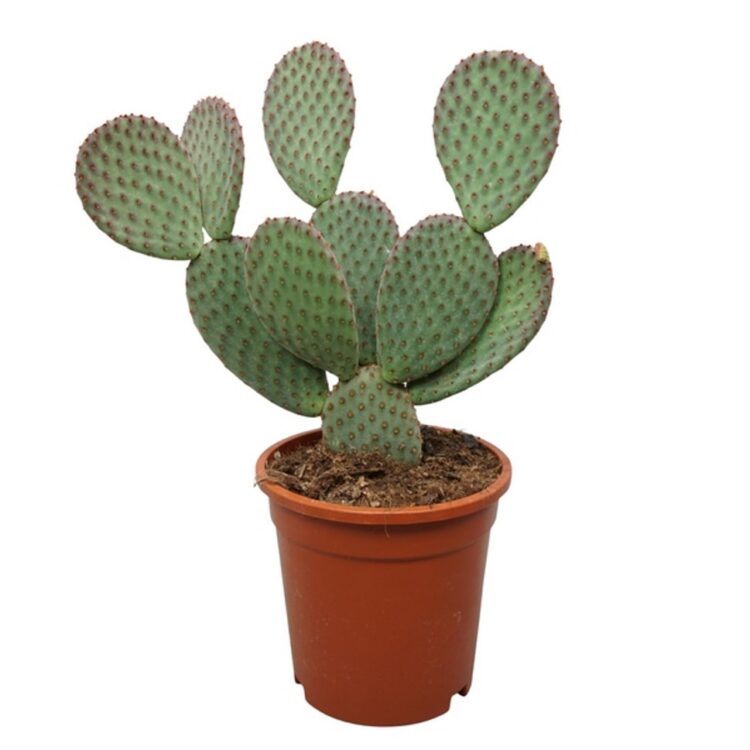 Opuntia macrocalyx 17