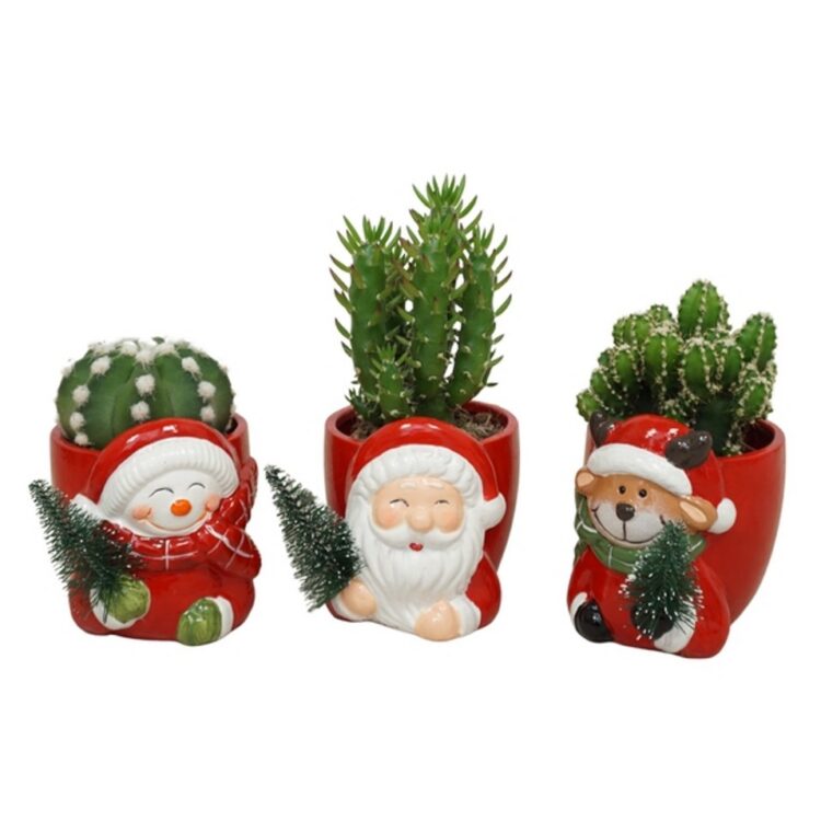Cactus mix Christmas 9
