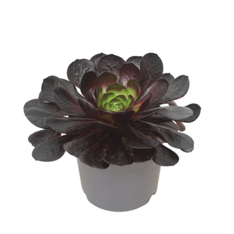 Semponium 'Destiny' 17