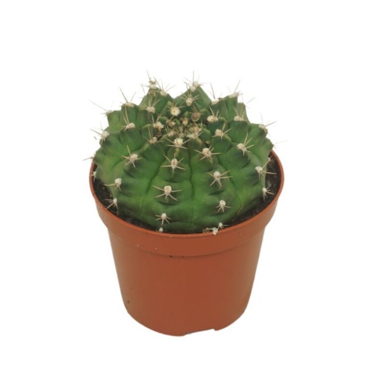 Gymnocalycium damsii 8.5