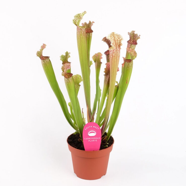 Sarracenia x stevensii