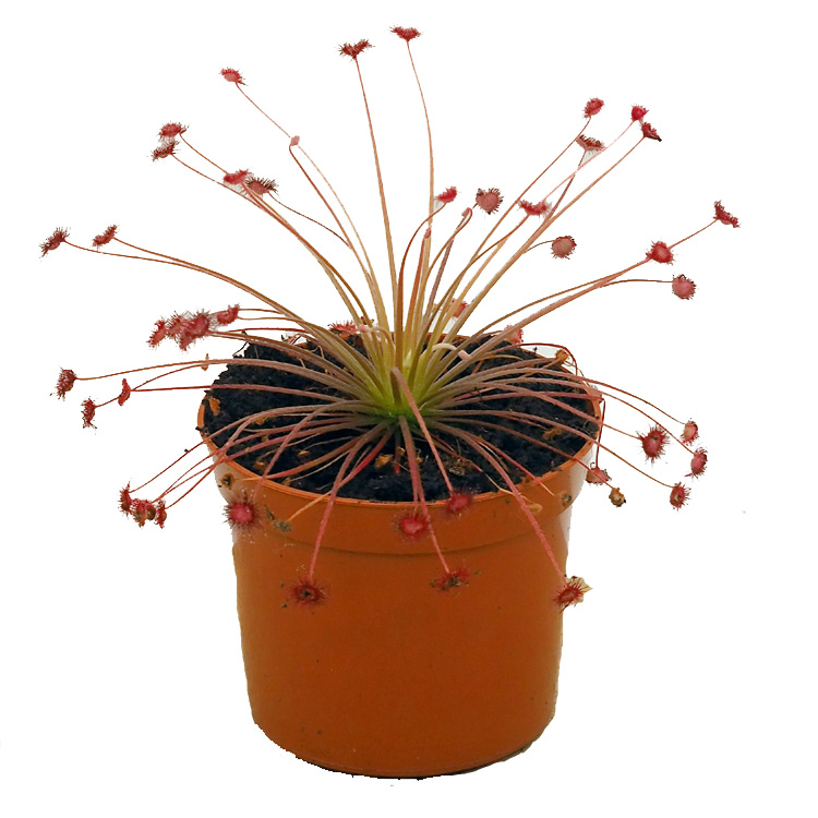 Drosera paradoxa