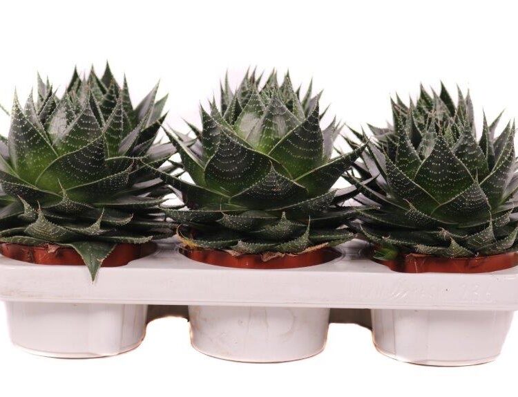 Succulent Aloe aristata 'Cosmo'