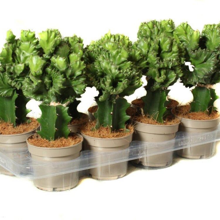 Cactus Euphorbia franckiana