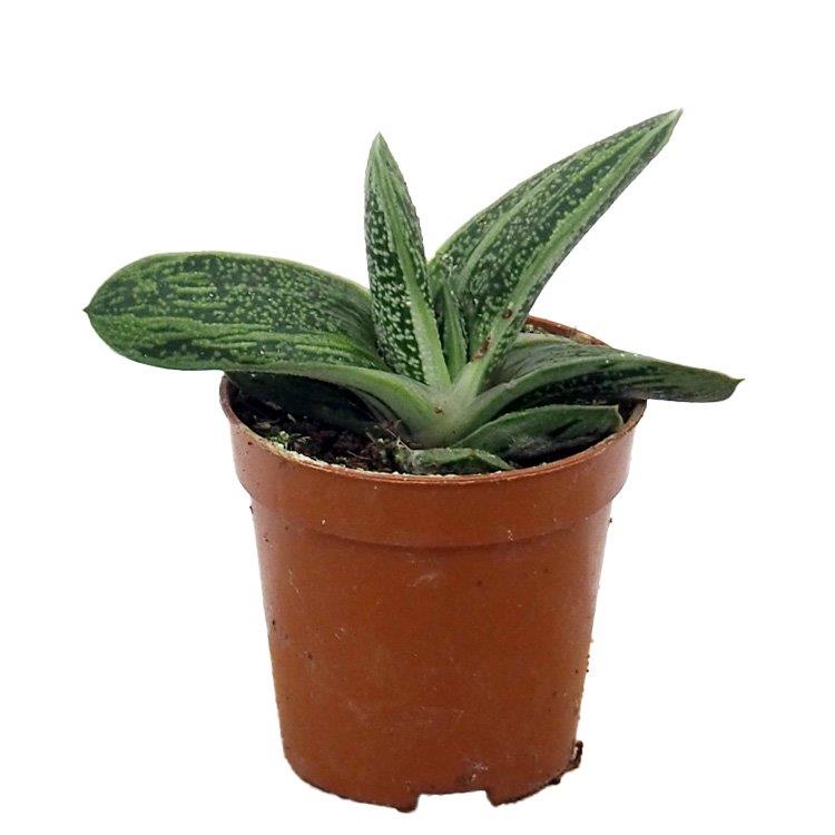 Gasteria Little Warty 5.5