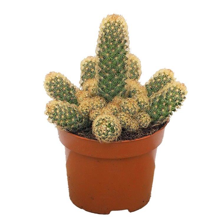 Mammillaria elongata 12