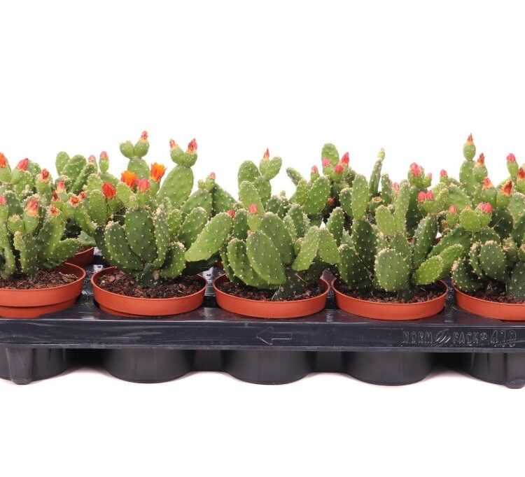 Opuntia quitensis canarias 10.5