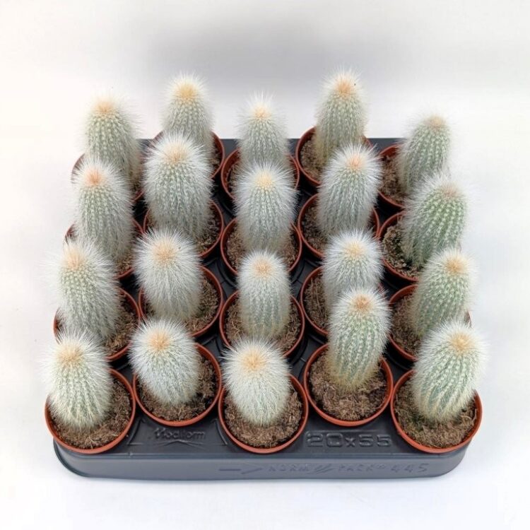Cleistocactus strausii