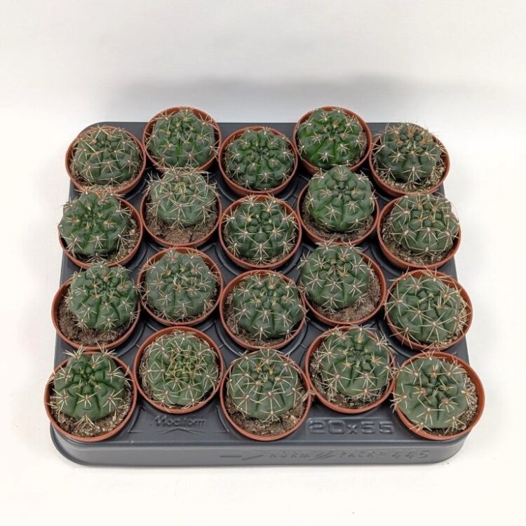 Gymnocalycium baldianum 5,5 cm