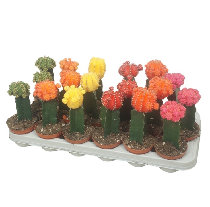 Gymnocalycium grafted mix 8.5