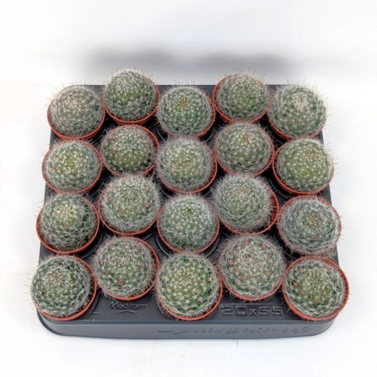 Mammillaria bocasana 5,5 cm