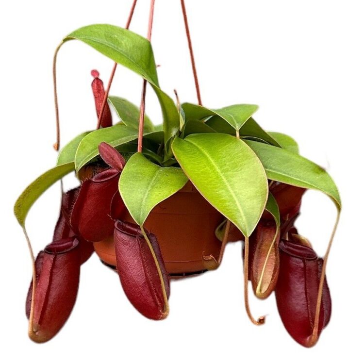 Nepenthes 'Bloody Mary' - Hanging Basket Potsize 14 cm.