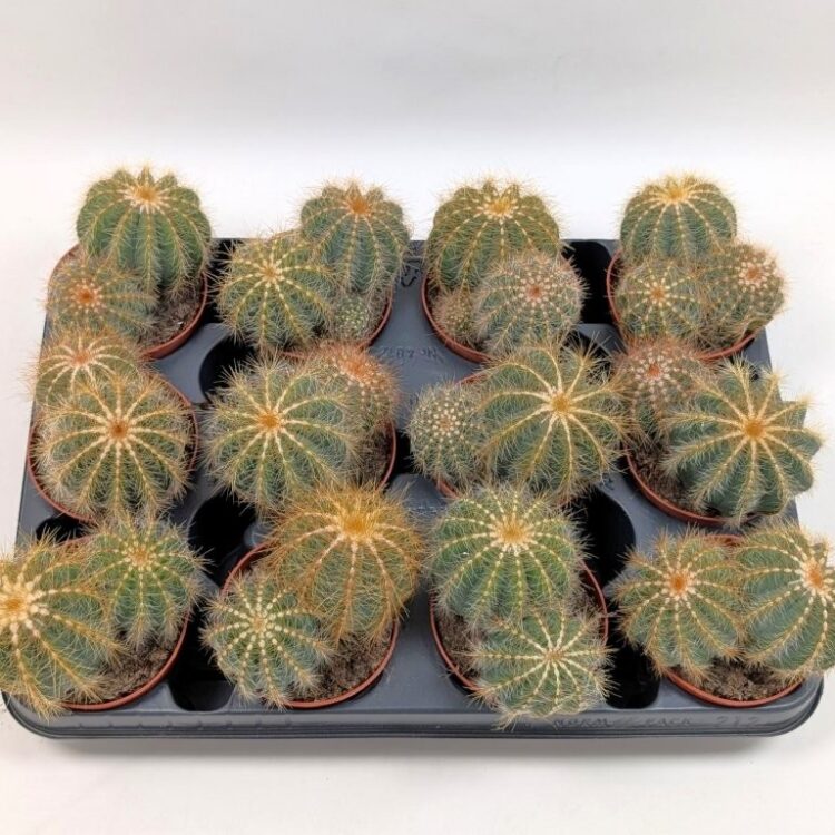 Parodia magnifica