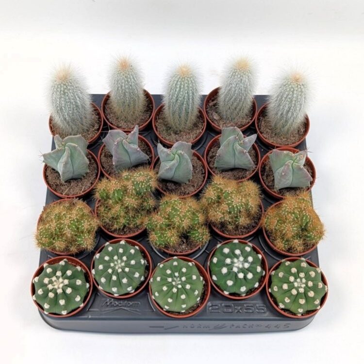 Cactus Mix Peat-Free