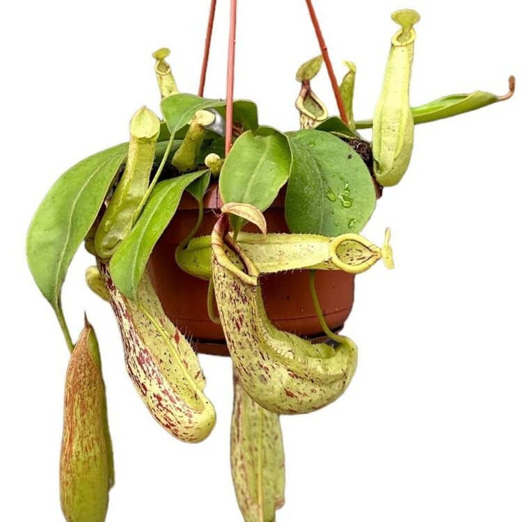 Nepenthes 'Mojito' - Hanging Basket Potsize 14 cm.