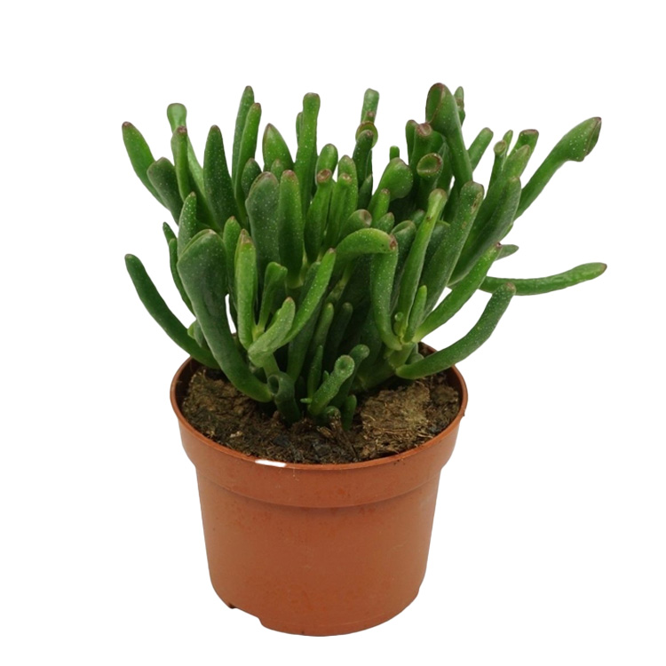 Crassula ovata 'Gollum'