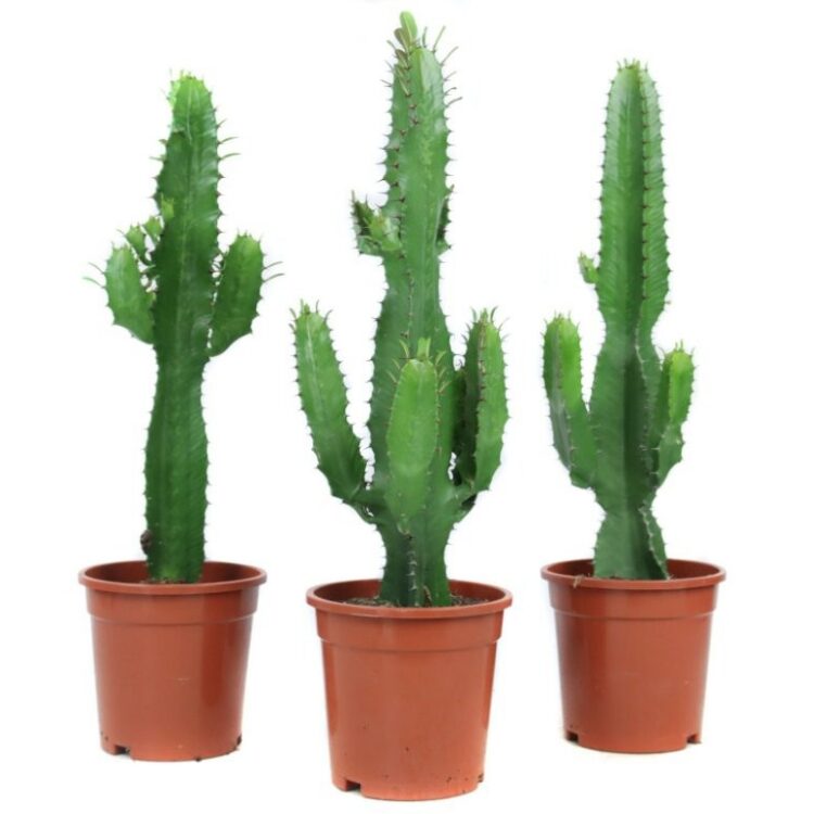 Euphorbia acruensis 17