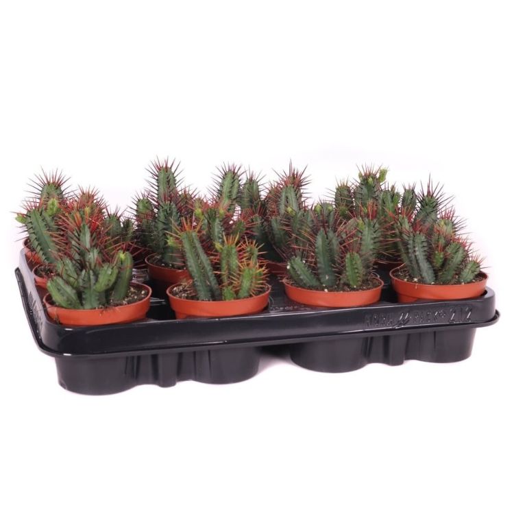 Euphorbia enopla 8.5