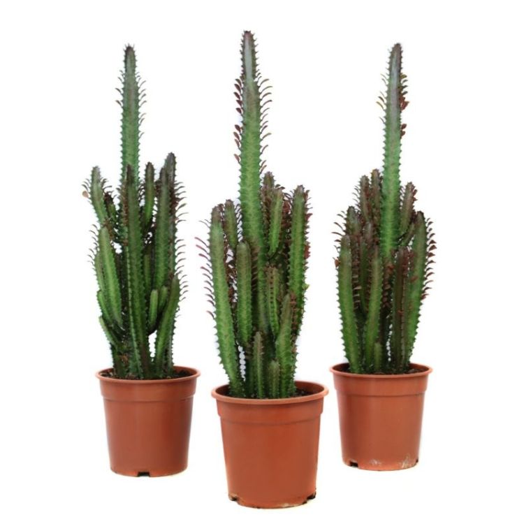 Euphorbia trigona rubra 17