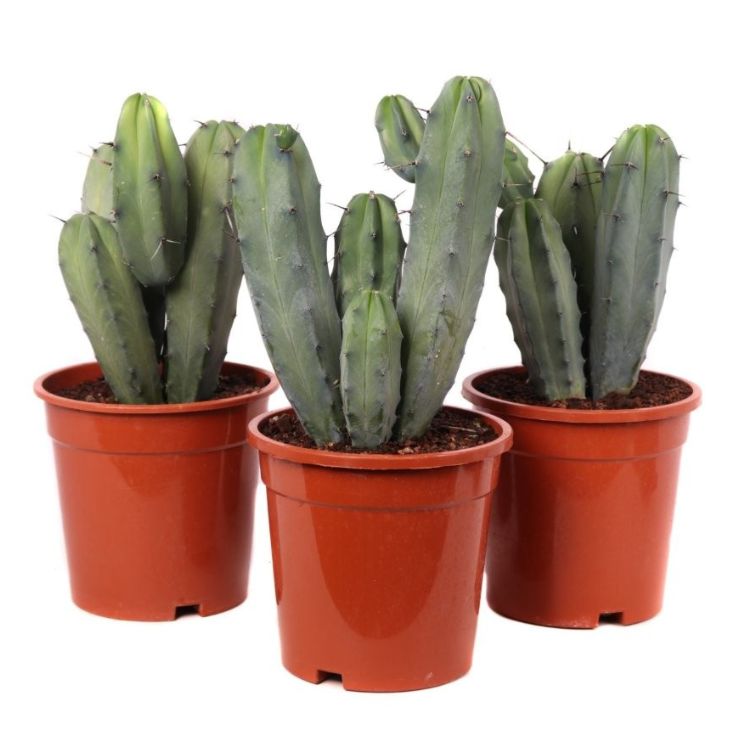 Myrtillocactus geometrizans 17