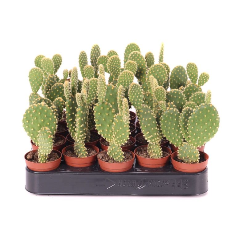 Opuntia microdasys yellow 5.5