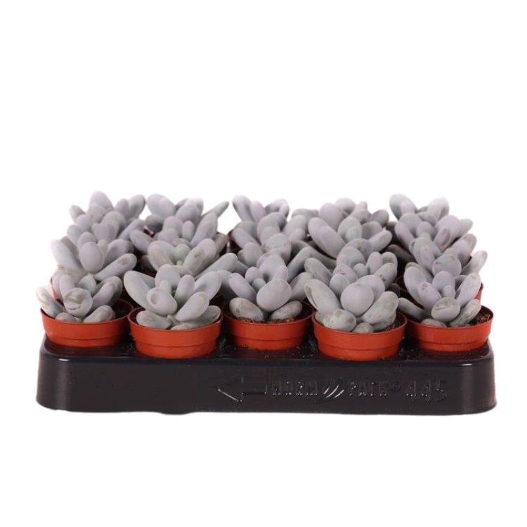 Pachyphythum oviferum 5.5