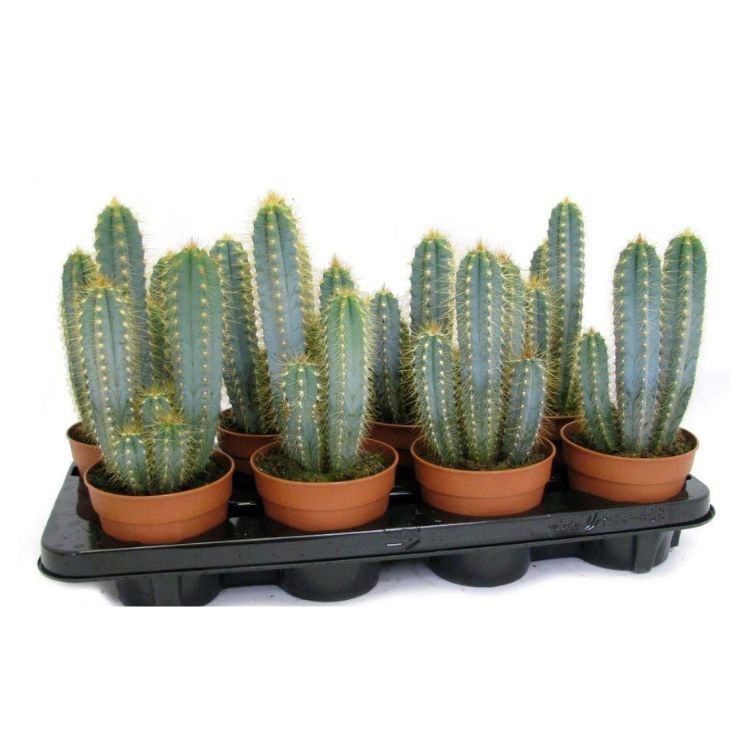 Pilocereus azureus 12