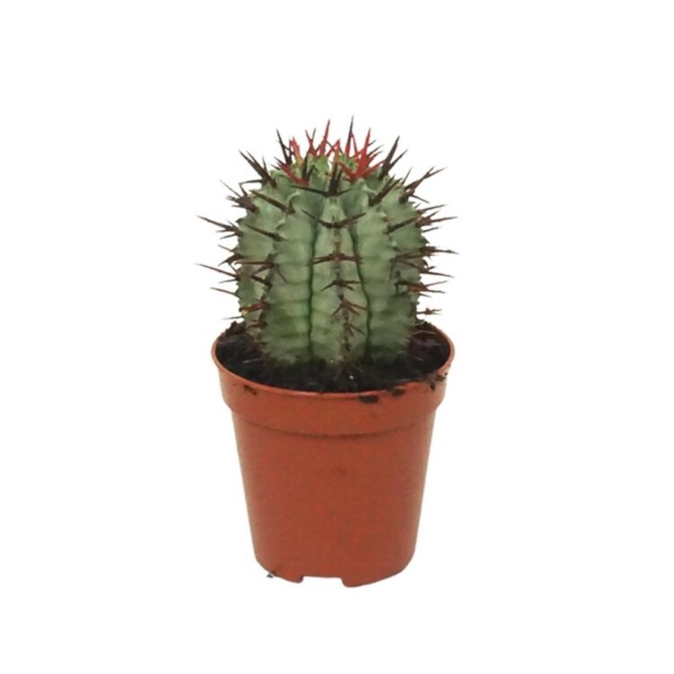 Euphorbia horrida 5.5
