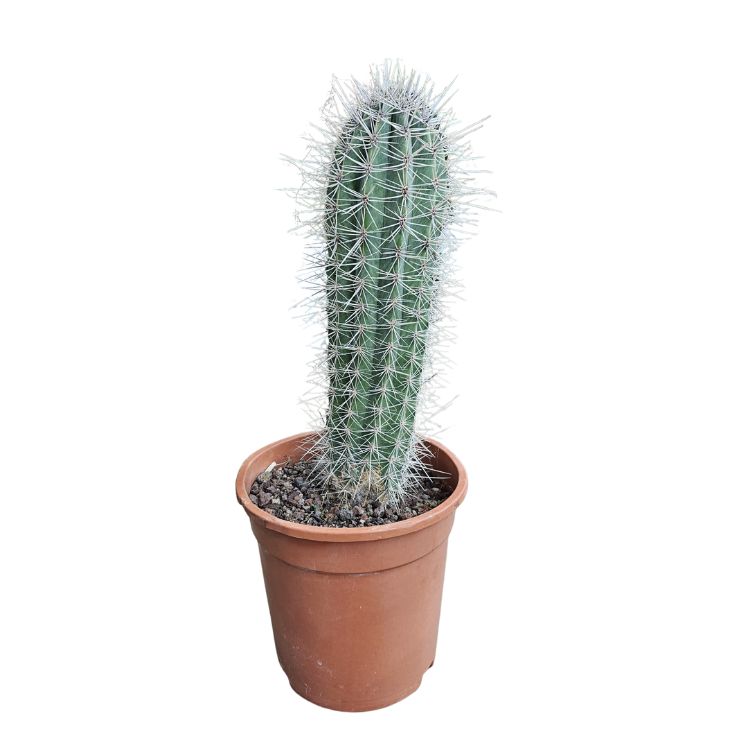 Pachycereus pringlei