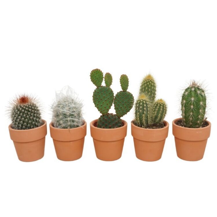 Cactus mix in Terracotta Pot 5.5