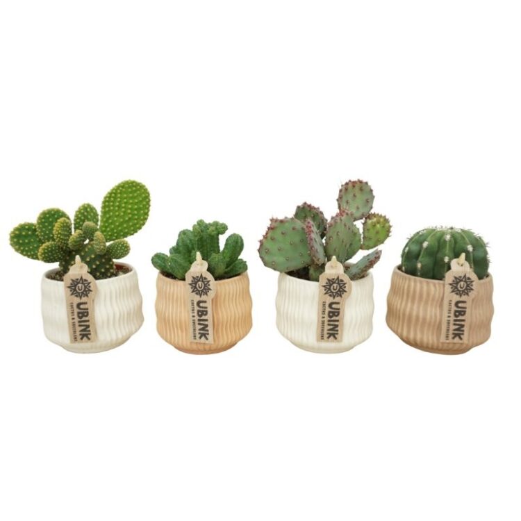 Cactus Mix 'Es Vedra' Ceramics - Potsize 10 cm.