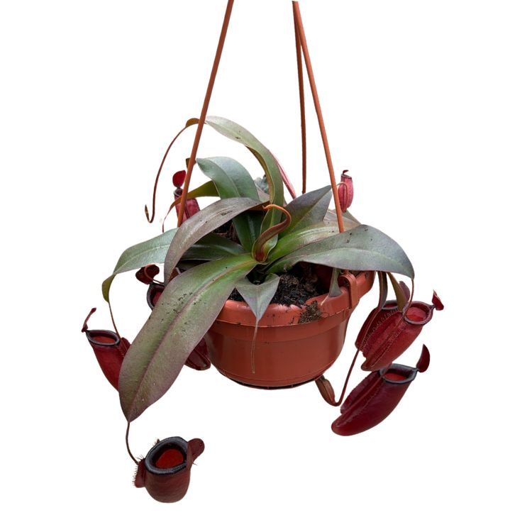 Nepenthes 'Dark Secret' Hanging Basket