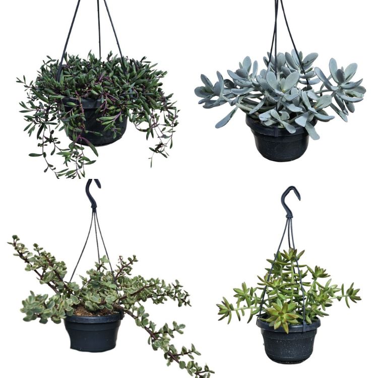 Succulent Mix in Hanging Baskets 14
